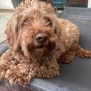Home Owner wanting sitter in Melbourne , Victoria