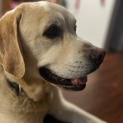 Home Owner wanting sitter in Gold Coast, Queensland