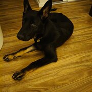 Home Owner wanting sitter in Cranbourne, Victoria