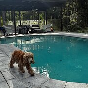 Home Owner wanting sitter in Gold Coast , Queensland