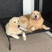 Home Owner wanting sitter in Mackay, Queensland