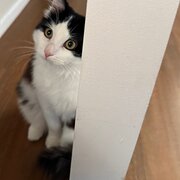 Home Owner wanting sitter in Sydney, New South Wales