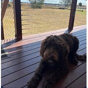 Home Owner wanting sitter in Ipswich, Queensland
