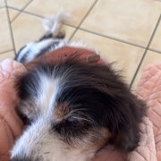 Home Owner wanting sitter in Gosford, New South Wales