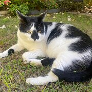 Home Owner wanting sitter in Rockingham, Western Australia