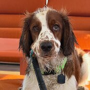 Home Owner wanting sitter in Hobart, Tasmania