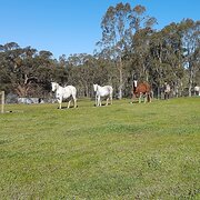Home Owner wanting sitter in Ballarat, Victoria