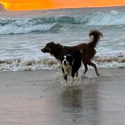 Home Owner wanting sitter in Port Macquarie, New South Wales