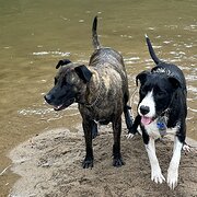 Home Owner wanting sitter in Brisbane, Queensland