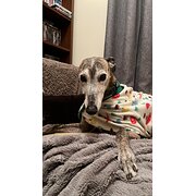 Home Owner wanting sitter in Adelaide, South Australia
