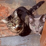 Home Owner wanting sitter in Adelaide , South Australia