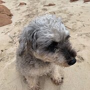 Home Owner wanting sitter in Perth, Western Australia