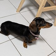 Home Owner wanting sitter in , Queensland