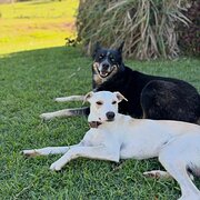 Home Owner wanting sitter in , New South Wales