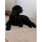 Home Owner wanting sitter in , Queensland