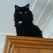 Home Owner wanting sitter in The Entrance , New South Wales