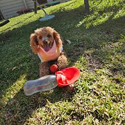 Home Owner wanting sitter in Sunshine coast, Queensland