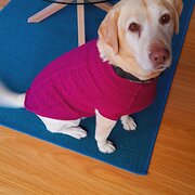 Home Owner wanting sitter in , Victoria