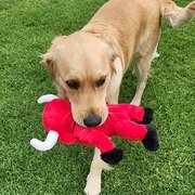 Home Owner wanting sitter in Bairnsdale , Victoria