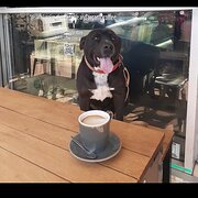 Home Owner wanting sitter in Impswitch Brisbane, Queensland