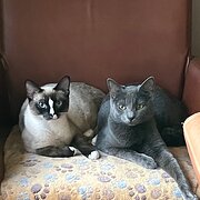 Home Owner wanting sitter in MOUNT GAMBIER, South Australia