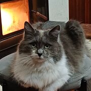 Home Owner wanting sitter in Bunbury, Western Australia