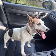Home Owner wanting sitter in Cairns, Queensland