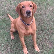 Home Owner wanting sitter in , Queensland