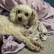 Home Owner wanting sitter in Brisbane, Queensland