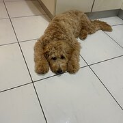 Home Owner wanting sitter in , New South Wales