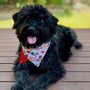 Home Owner wanting sitter in Brisbane, Queensland