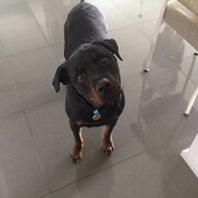 Home Owner wanting sitter in LANGWARRIN, Victoria