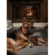 Home Owner wanting sitter in , Western Australia
