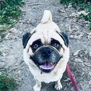 Home Owner wanting sitter in , New South Wales