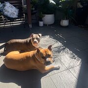 Home Owner wanting sitter in Byron Bay, New South Wales