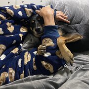 Home Owner wanting sitter in , South Australia