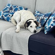 Home Owner wanting sitter in Brisbane , Queensland