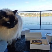 Home Owner wanting sitter in , Queensland
