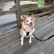 Home Owner wanting sitter in Brisbane, Queensland