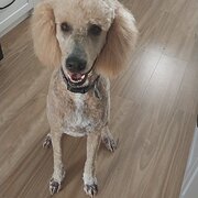 Home Owner wanting sitter in Adelaide , South Australia