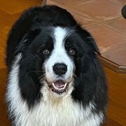 Home Owner wanting sitter in Brisbane, Queensland