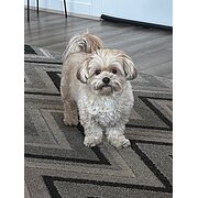 Home Owner wanting sitter in Adelaide , South Australia