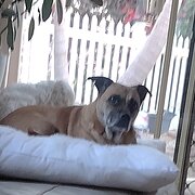 Home Owner wanting sitter in Buderim, Queensland