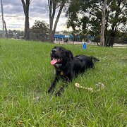 Home Owner wanting sitter in , New South Wales