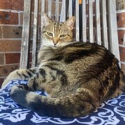 Home Owner wanting sitter in Sydney, New South Wales