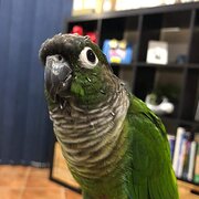 Home Owner wanting sitter in Brisbane, Queensland