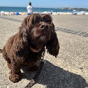 Home Owner wanting sitter in Brisbane, Queensland