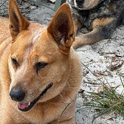 Home Owner wanting sitter in , Queensland