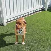 Home Owner wanting sitter in Caloundra, Queensland