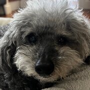 Home Owner wanting sitter in , Queensland